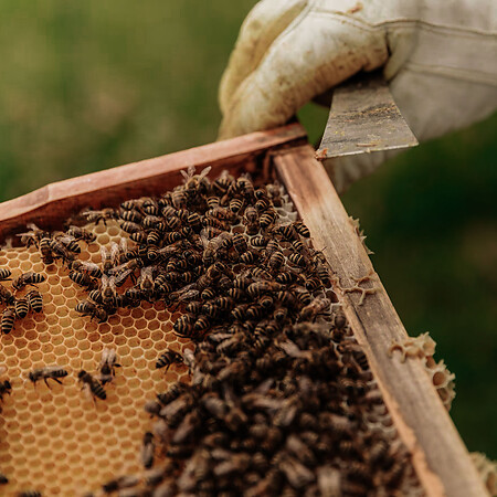 Bienen Hotel Salzburg mit regionalen Partnern