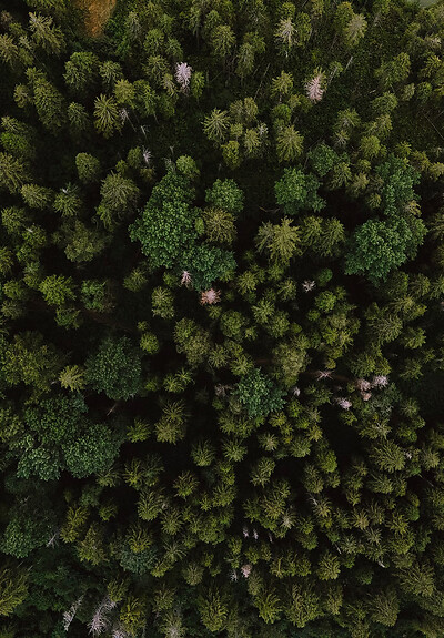 Dichtes grünes Blattwerk und Tannen aus der Vogelperspektive betrachtet bilden eine gleichmäßige, strukturierte Pflanzenfläche.