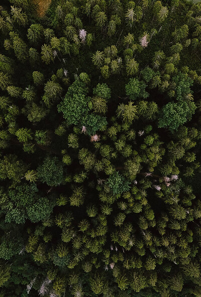 Forest cosmetic