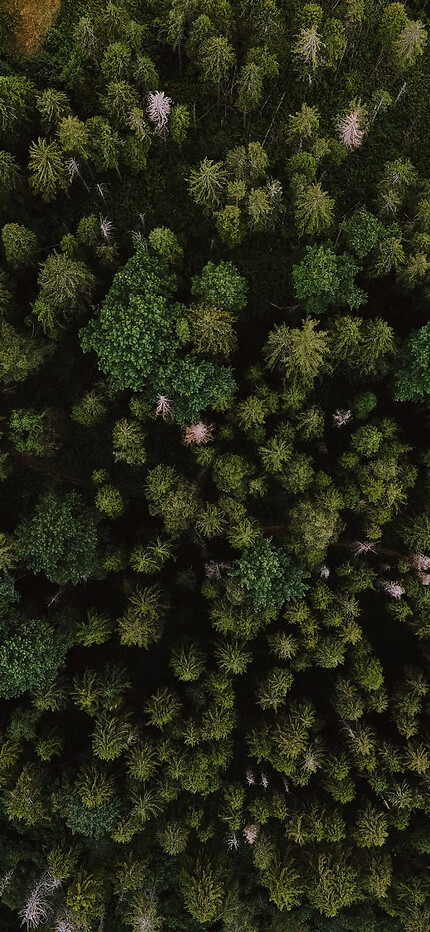 Forest from above with hiking trails in Salzburger Land