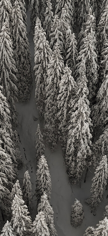 Winter trees from above in the Großarl Dorfgastein ski area