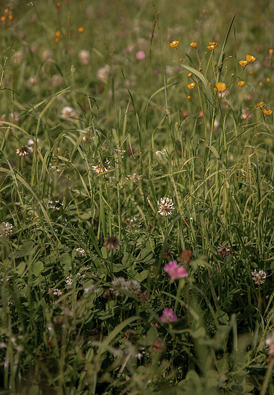 Flower meadows in the Großarltal on hiking trails