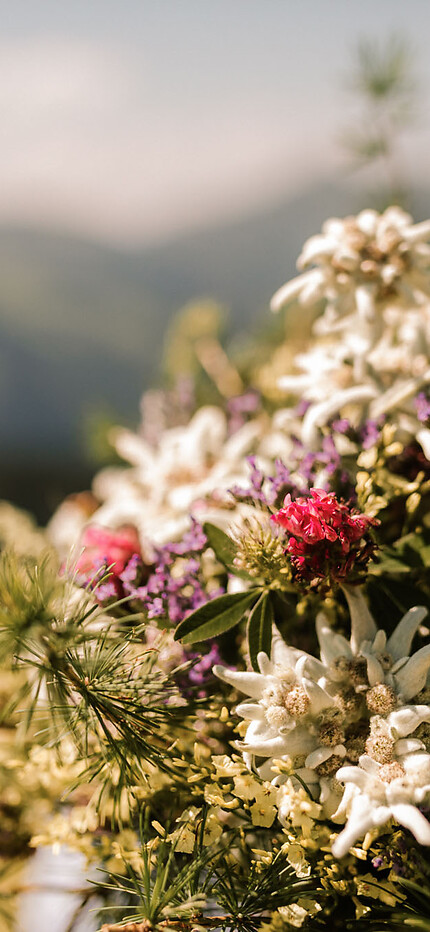 Edelweiss bouquet in the mountains with meadow flowers