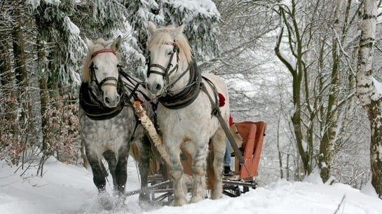 Pferdeschlitten fahren durch das schöne Großarl - DAS EDELWEISS Salzburg Mountain Resort