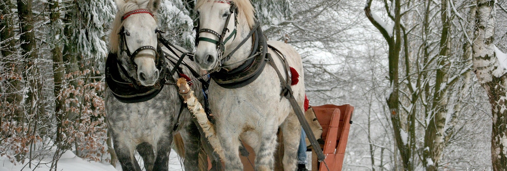 Horse drawn carriage ride through Grossarl