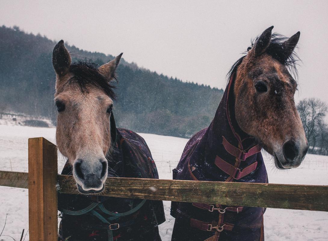 Pferdekutsche fahren durch das verschneite Großarl - DAS EDELWEISS Salzburg Mountain Resort