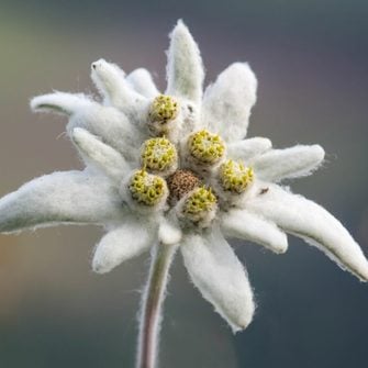 EDELWEISS Natur - the power of your life